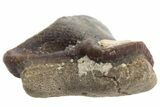 Fossil Crusher Shark (Ptychodus) Tooth - Kansas #211740-1